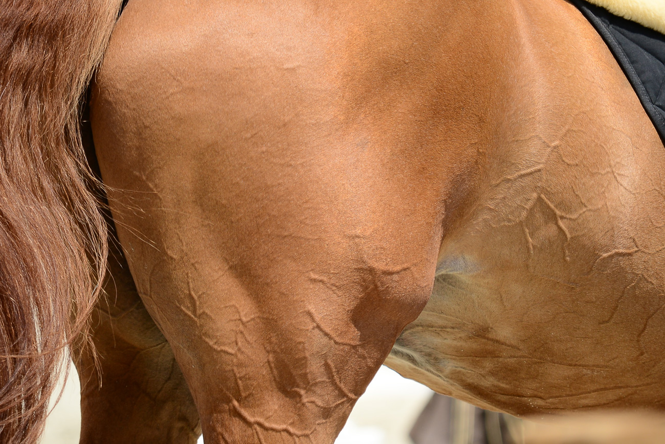 sinigerov-photography